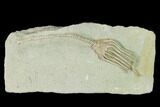 Fossil Crinoid (Macrocrinus) - Crawfordsville, Indiana #150429-1